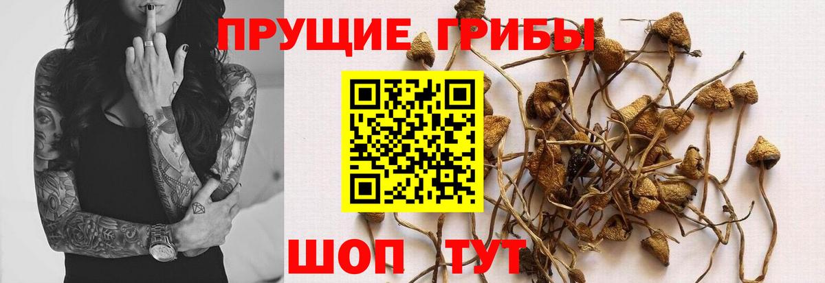 Галлюциногенные грибы Psilocybe Железноводск